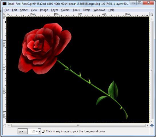 gimp-transparent-background-select-image rose